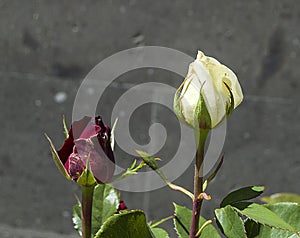 Rose buds prepared to open in spring season, the most beautiful rose bud pictures