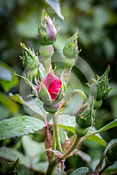 Rose buds on stems with leaves in the garden.