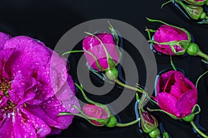 Rose buds tea rose with rain drops lying