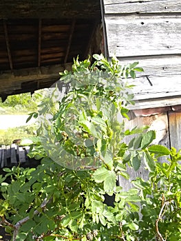 Rose buds up close view barn wood