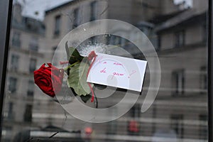 Rose through a bullet hole after the Paris Terrorist Attacks of 13th November