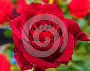 Rose burgundy - flower plant macro