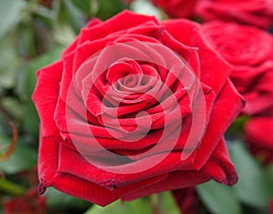 Rose burgundy - flower plant macro