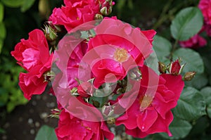 Rose Bush