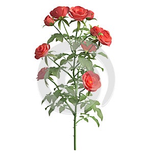 Rose bush 3d illustration isolated on the white background