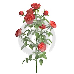 Rose bush 3d illustration isolated on the white background