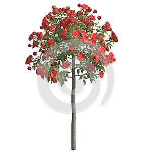 Rose bush 3d illustration isolated on the white background