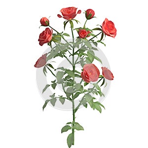 Rose bush 3d illustration isolated on the white background