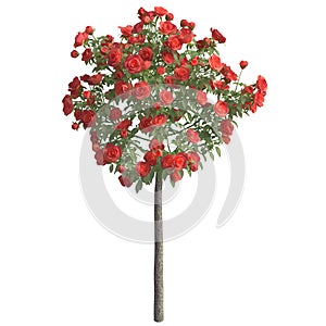 Rose bush 3d illustration isolated on the white background