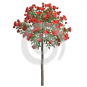 Rose bush 3d illustration isolated on the white background