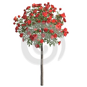 Rose bush 3d illustration isolated on the white background