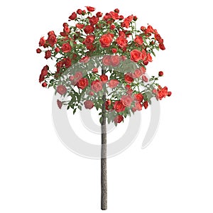 Rose bush 3d illustration isolated on the white background