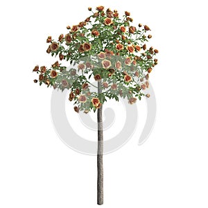 Rose bush 3d illustration isolated on the white background