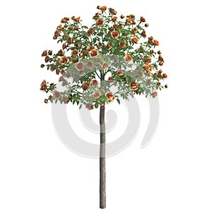 Rose bush 3d illustration isolated on the white background