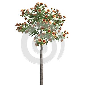 Rose bush 3d illustration isolated on the white background