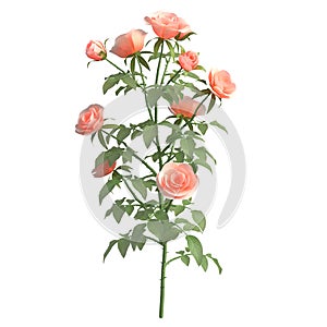 Rose bush 3d illustration isolated on the white background