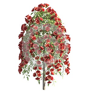 Rose bush 3d illustration isolated on the white background