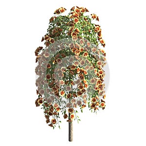 Rose bush 3d illustration isolated on the white background