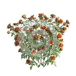 Rose bush 3d illustration isolated on the white background