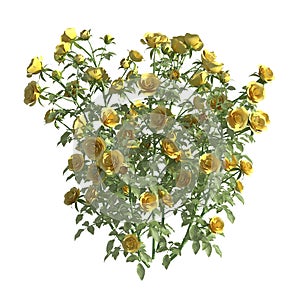 Rose bush 3d illustration isolated on the white background