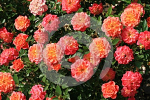 Rose bush photo