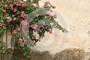 Rose bush against the backdrop of ancient walls