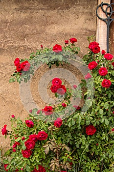 rose bush against the backdrop of ancient walls