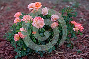 Rose bush on a back yard