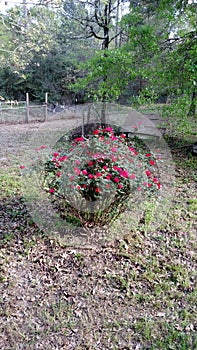 Rose bush in back yard