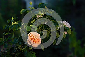 Rose bush with beautiful amber-colored flower in summer garden on dark background