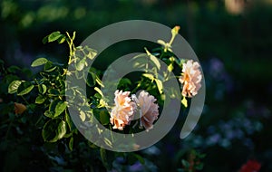 Rose bush with beautiful amber-colored flowers in summer garden on dark background