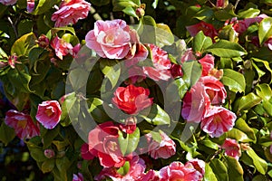 Rose bush in bloom