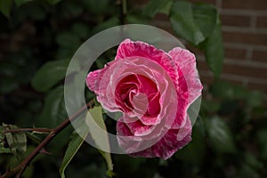 Flores rosas de mi jardin photo