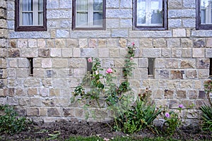 Rose bush in bloom on the wall photo