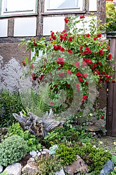 A rose bush blooms near the wall of an ancient house