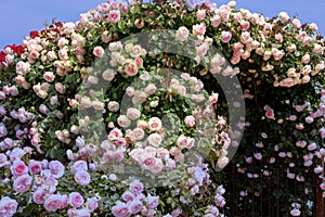 A rose bush with blossoms in full bloom with different colors