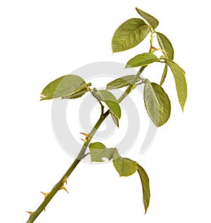 Rose bush branch isolated on white