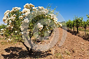 Rose Bush at a California Vineyard