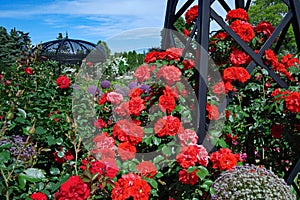 Rose bush climbing on a trellis