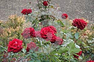 Rose bush with dark red flowers