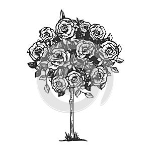 Rose bush engraving vector illustration