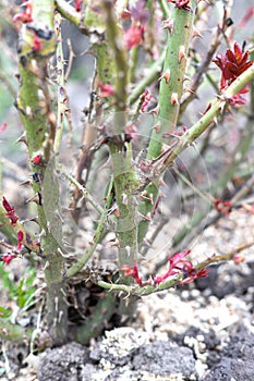 Rose bush with first leaves. Close up, spring pruning roses.