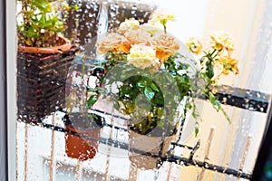 Rose bush in a flower pot on balkon during the rain