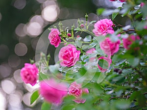 Rose bush flowers