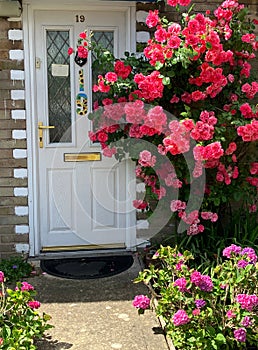 Rose bush full of bright pink flowers next to white front door