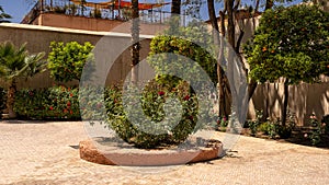 Rose bush and garden along the path leading from the gate to the Bahia Palace to the entrance to the main palace.