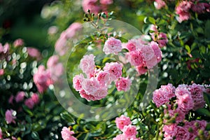 Rose Bush in the garden