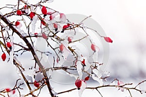 A rose bush with ice-covered red berries during an ice storm