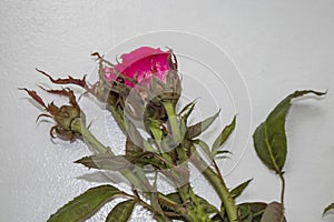 Rose from a bush infected with a virus called rose rosette spread by tiny mites carried by the wind