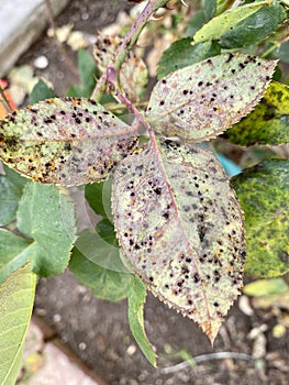 Rose bush leaves with black spot fungus rust